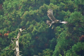 クマタカ 滋賀県 2016年11月20日(日)