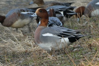 2020年12月30日(水) 都立浮間公園の野鳥観察記録