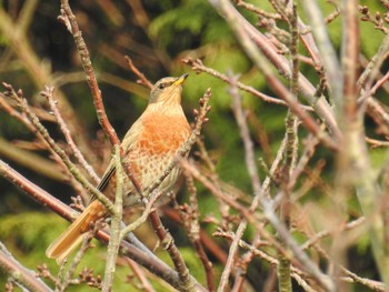 2020年12月29日(火) 葛西臨海公園の野鳥観察記録