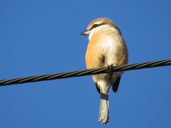 Bull-headed Shrike 名古屋市瑞穂区瑞穂運動場 Fri, 11/11/2016