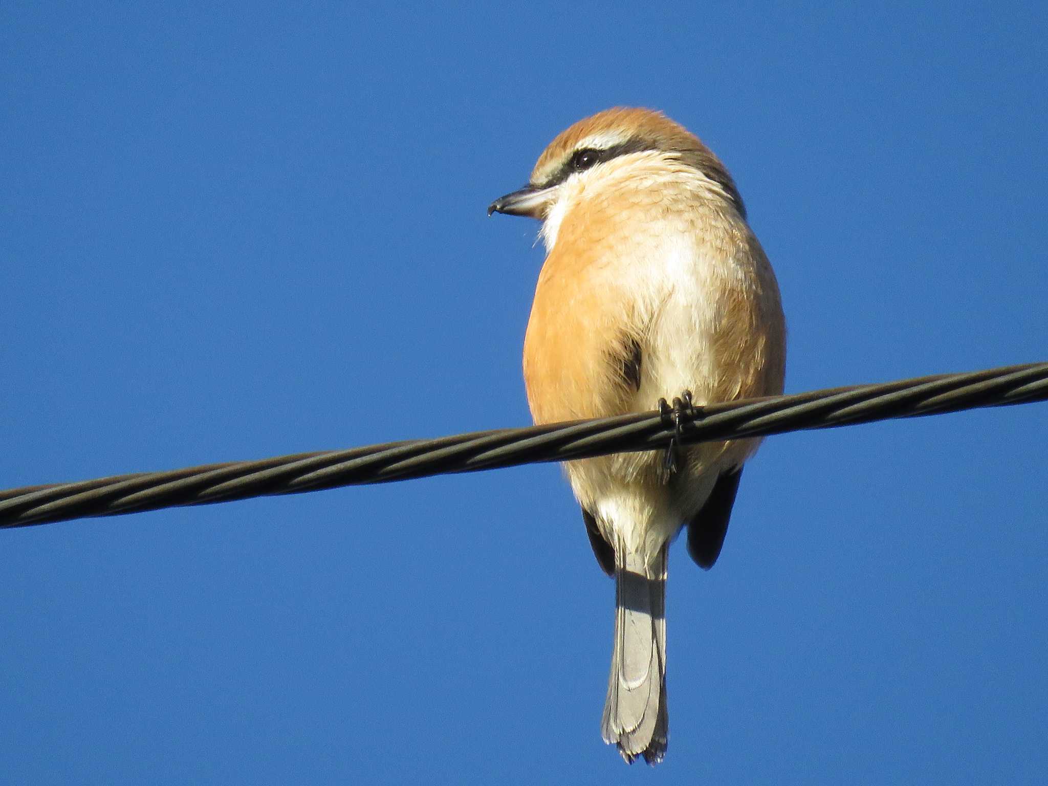 Photo of Bull-headed Shrike at 名古屋市瑞穂区瑞穂運動場 by Mysteriously Unnamed