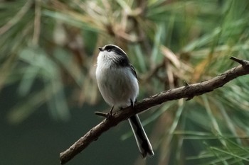 2020年12月30日(水) 明治神宮の野鳥観察記録