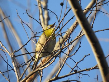 Warbling White-eye 深泥池 Wed, 12/30/2020