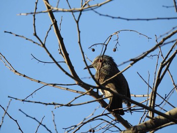 Brown-eared Bulbul 深泥池 Wed, 12/30/2020