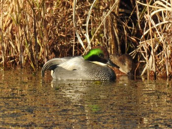 Falcated Duck 深泥池 Wed, 12/30/2020