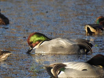 Falcated Duck 深泥池 Wed, 12/30/2020