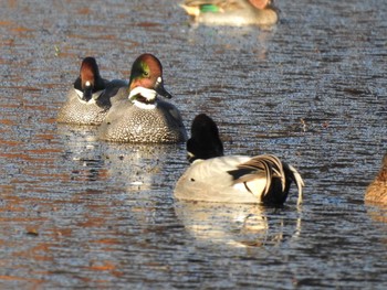 Falcated Duck 深泥池 Wed, 12/30/2020