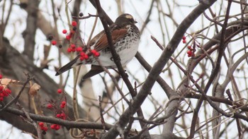 Dusky Thrush Asahiyama Memorial Park Wed, 12/30/2020