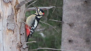 Great Spotted Woodpecker Asahiyama Memorial Park Wed, 12/30/2020