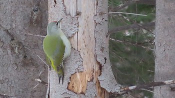 Grey-headed Woodpecker Asahiyama Memorial Park Wed, 12/30/2020