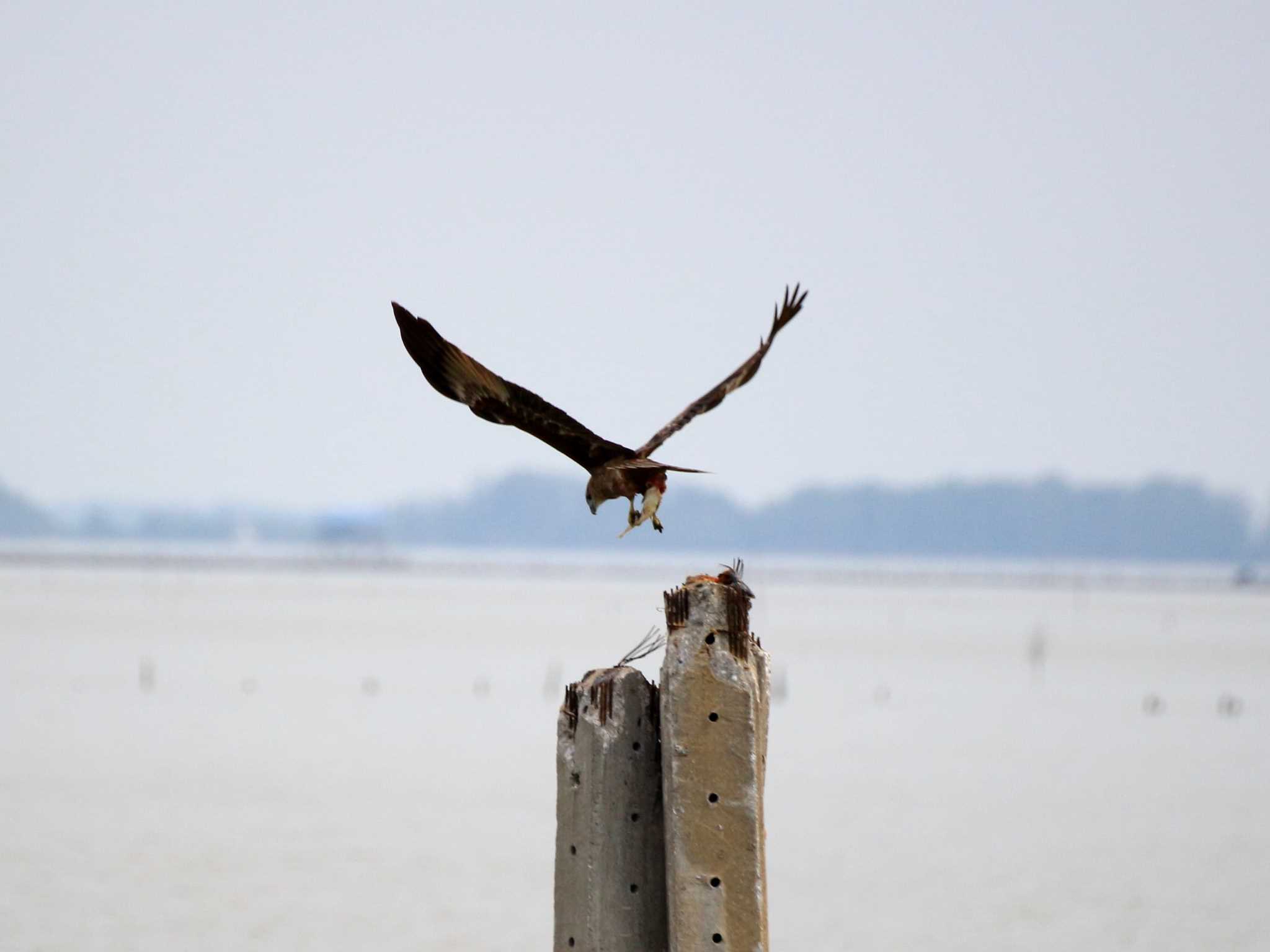 Photo of ニシトビ at Thailand Bay by とみやん