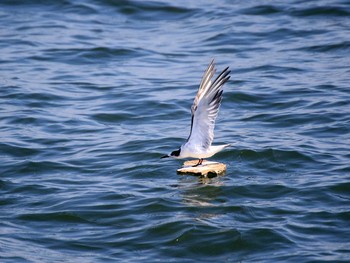 2016年11月5日(土) Thailand Bayの野鳥観察記録