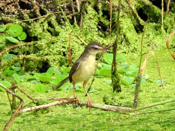 Plain Prinia Muang Boran Fish Pond Sun, 11/6/2016