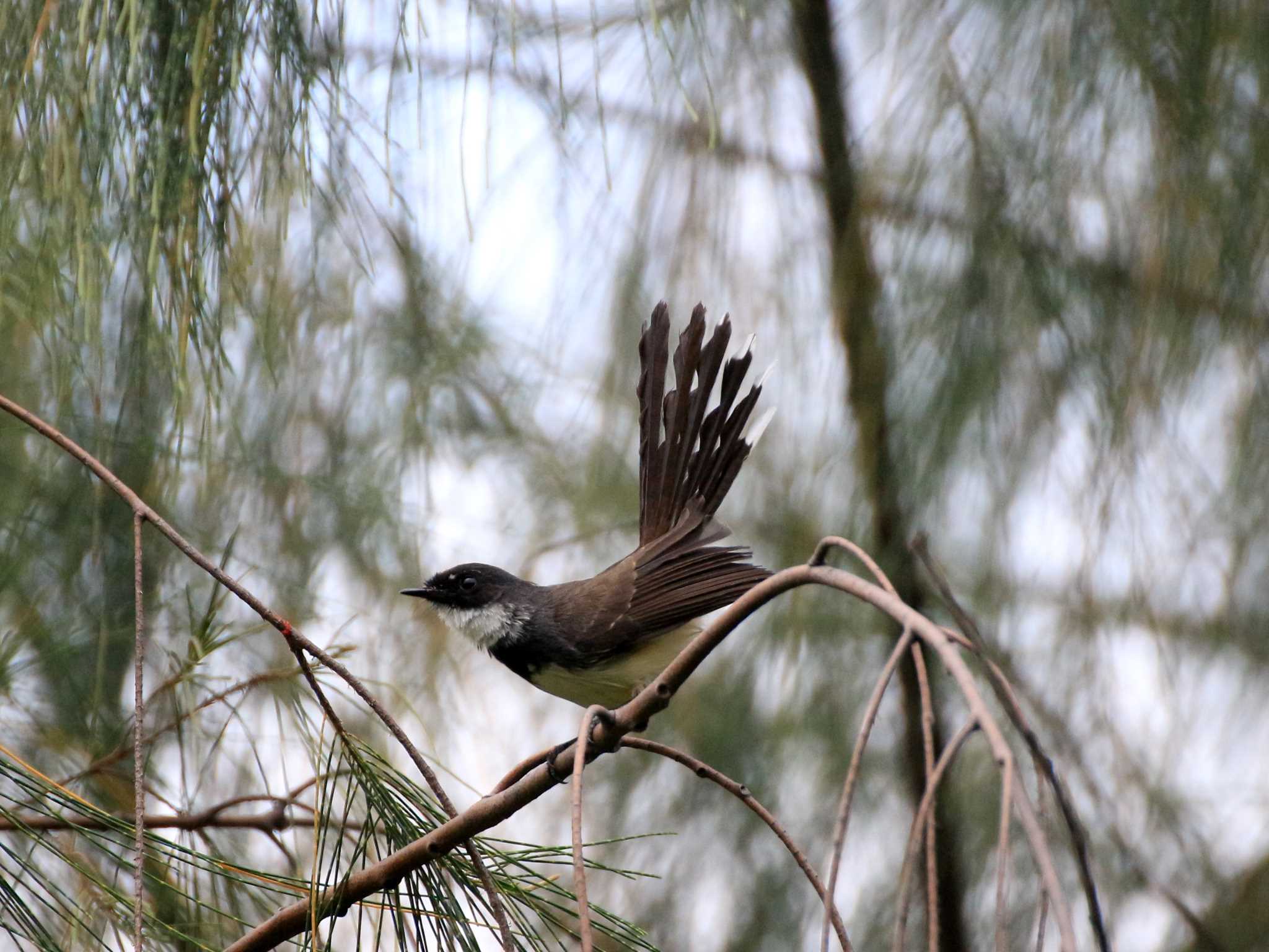 Malaysian Pied Fantail