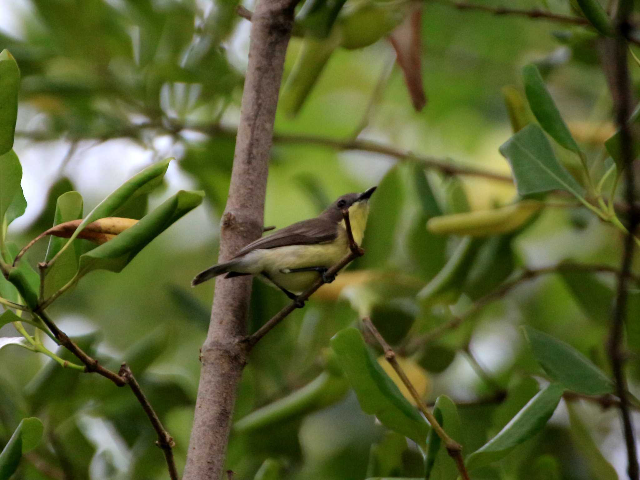 Golden-bellied Gerygone