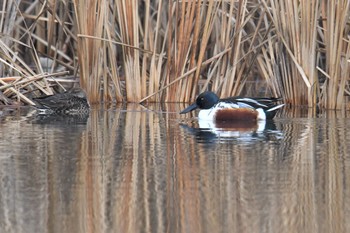 ハシビロガモ 新横浜公園 2020年12月30日(水)