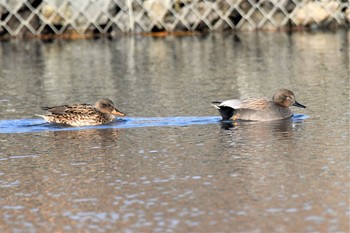 オカヨシガモ 新横浜公園 2020年12月30日(水)