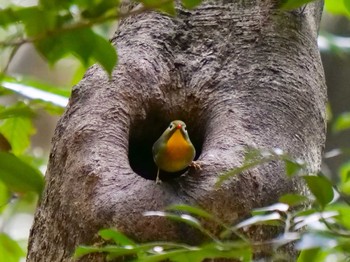 2020年12月27日(日) 春日山原始林の野鳥観察記録