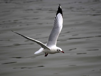 Brown-headed Gull Bang Poo Sun, 11/6/2016