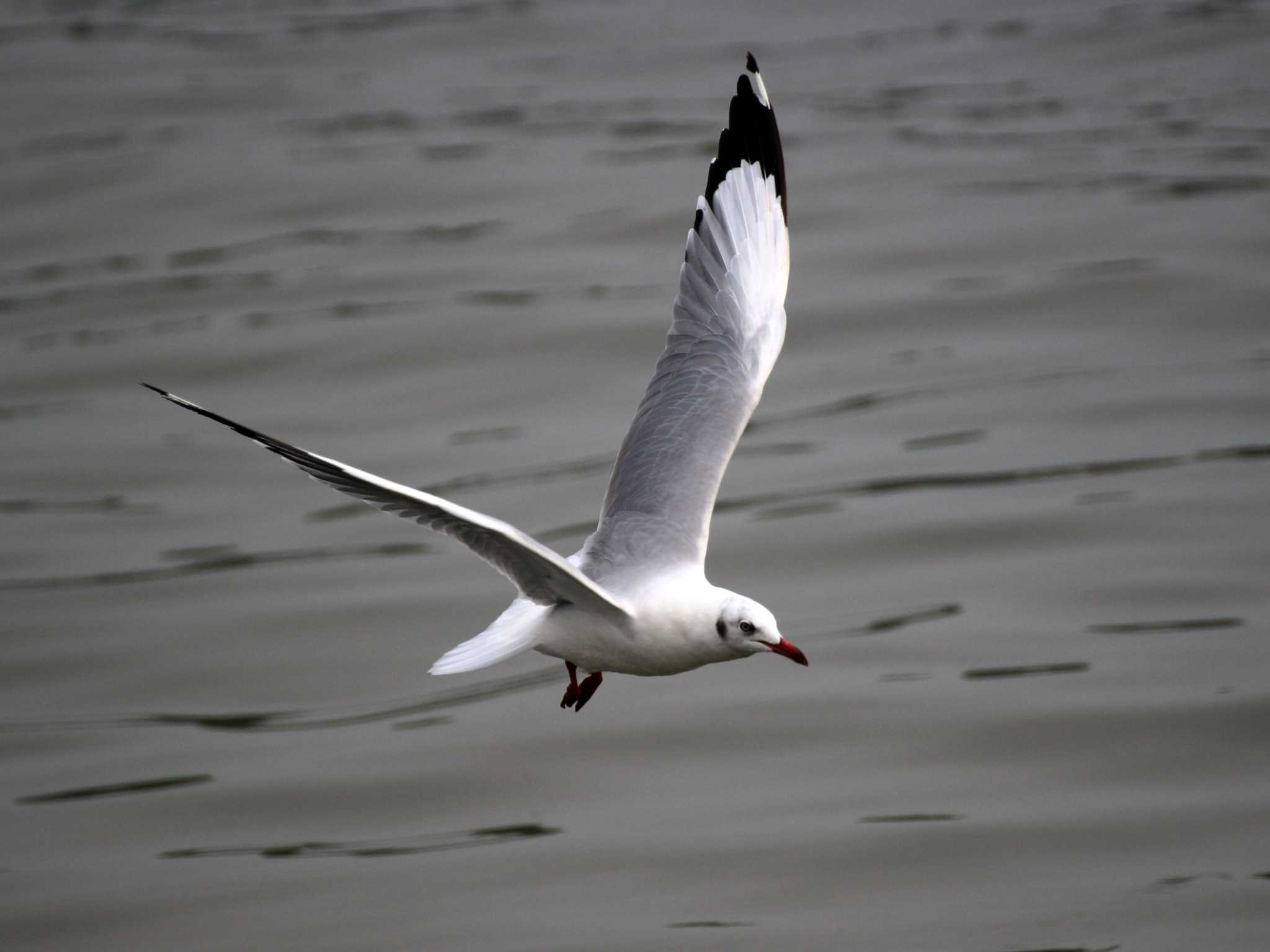 Photo of Brown-headed Gull at Bang Poo by とみやん