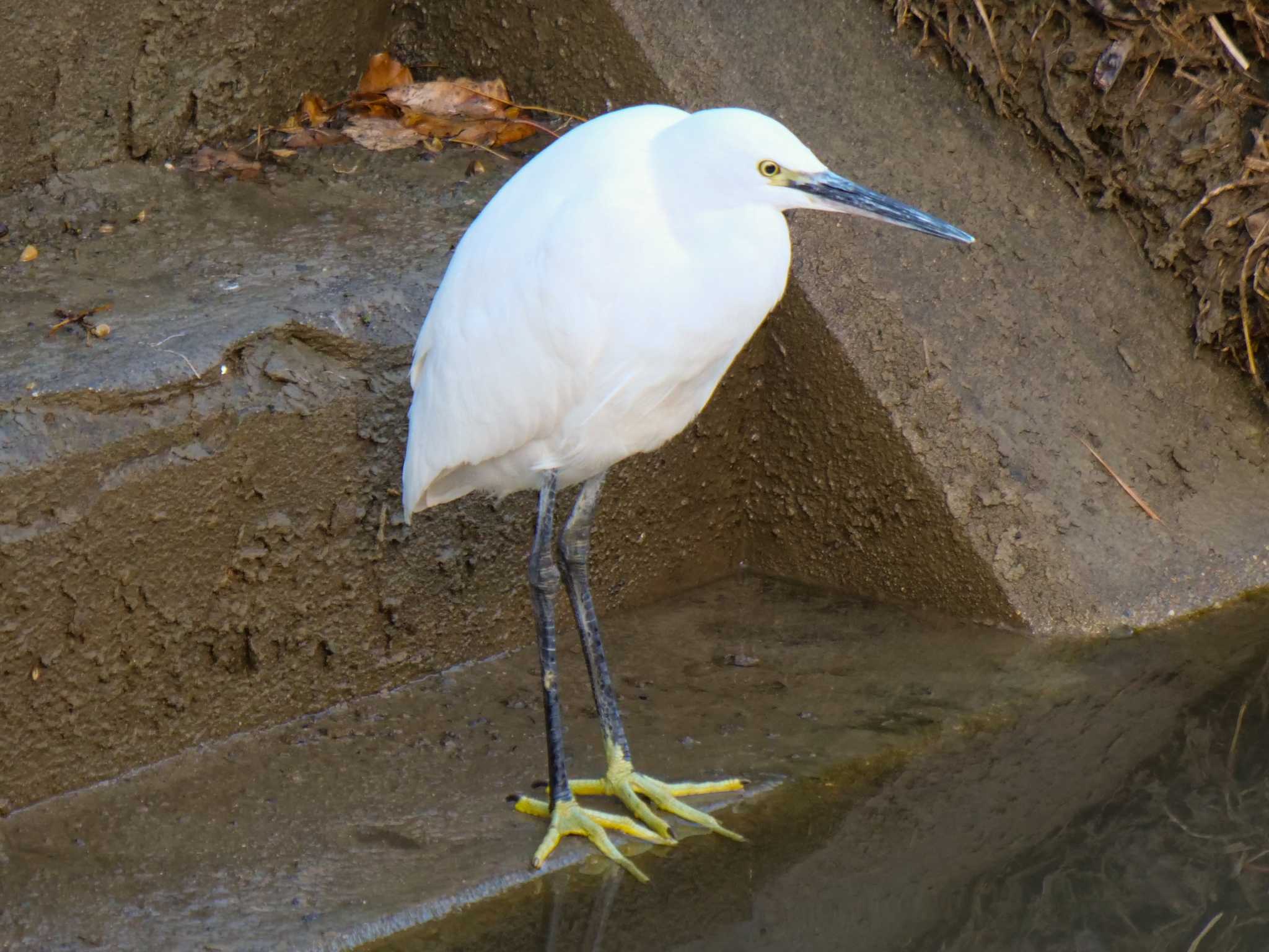 Photo of Little Egret at 京都府　精華町　山田川 by アッキー