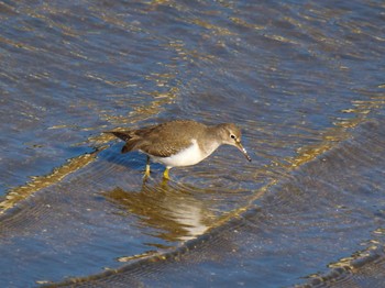 Wed, 12/30/2020 Birding report at 京都府　精華町　山田川