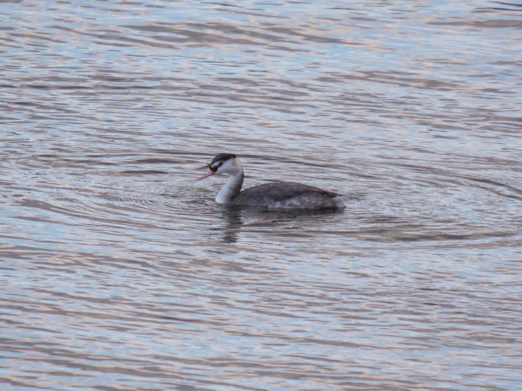 Great Crested Grebe