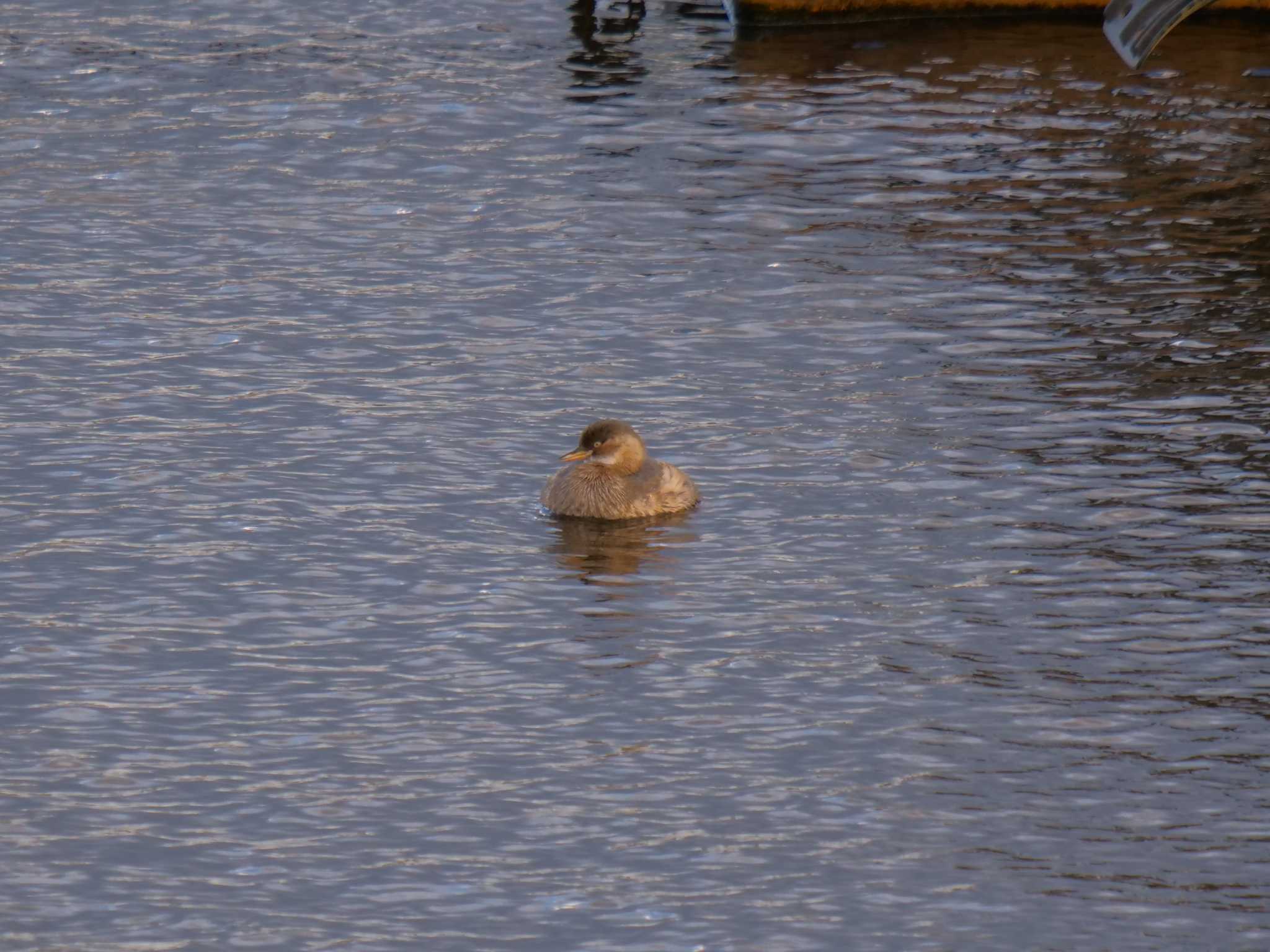 Little Grebe