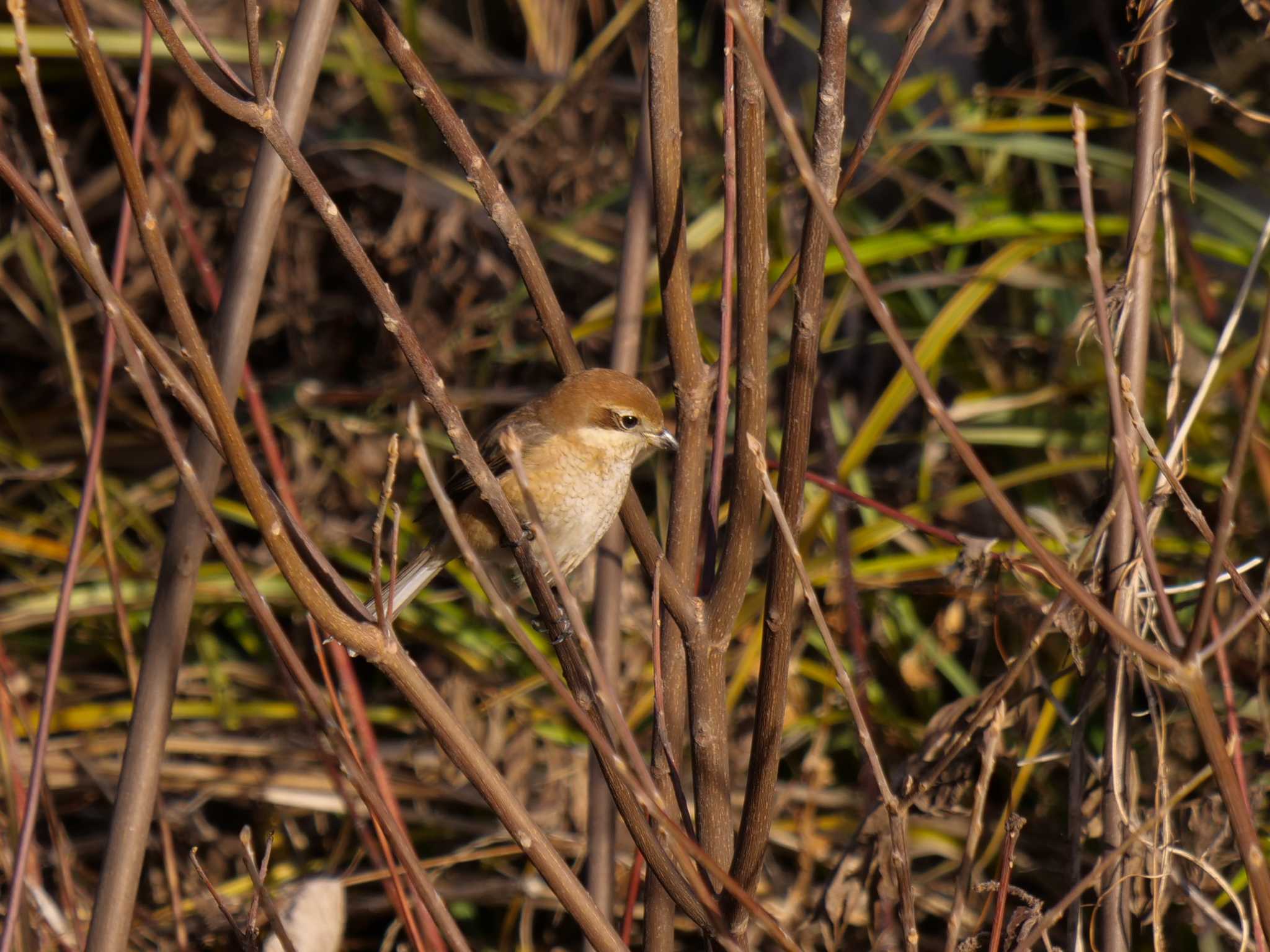 Bull-headed Shrike