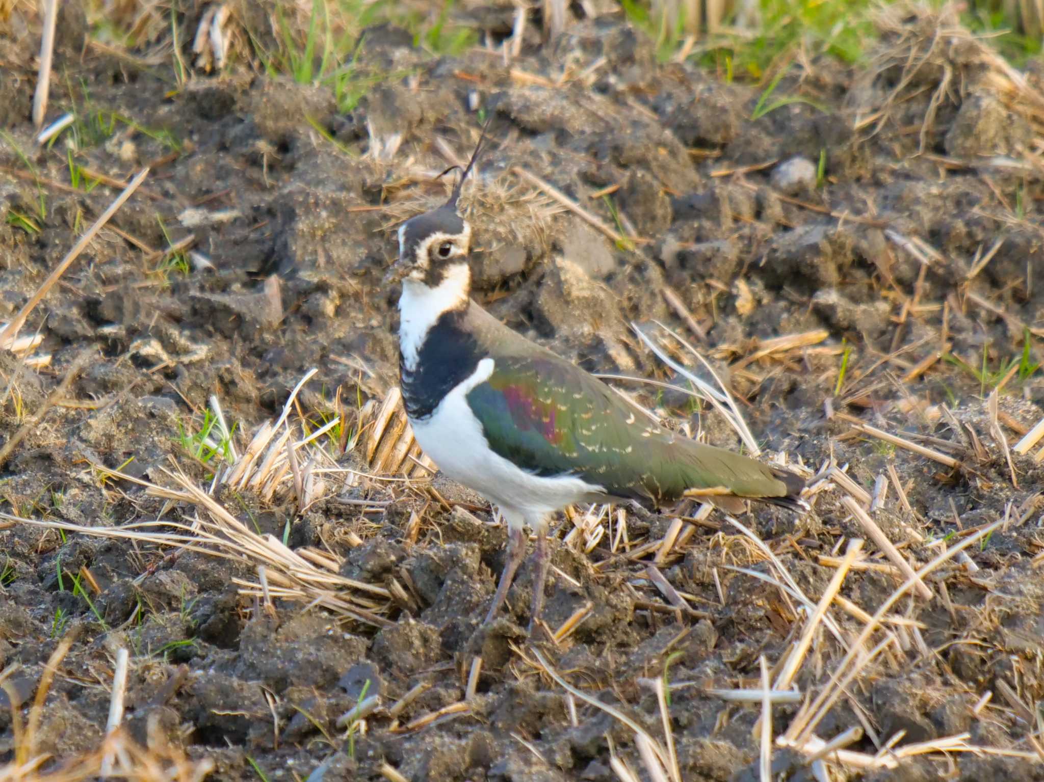 Northern Lapwing