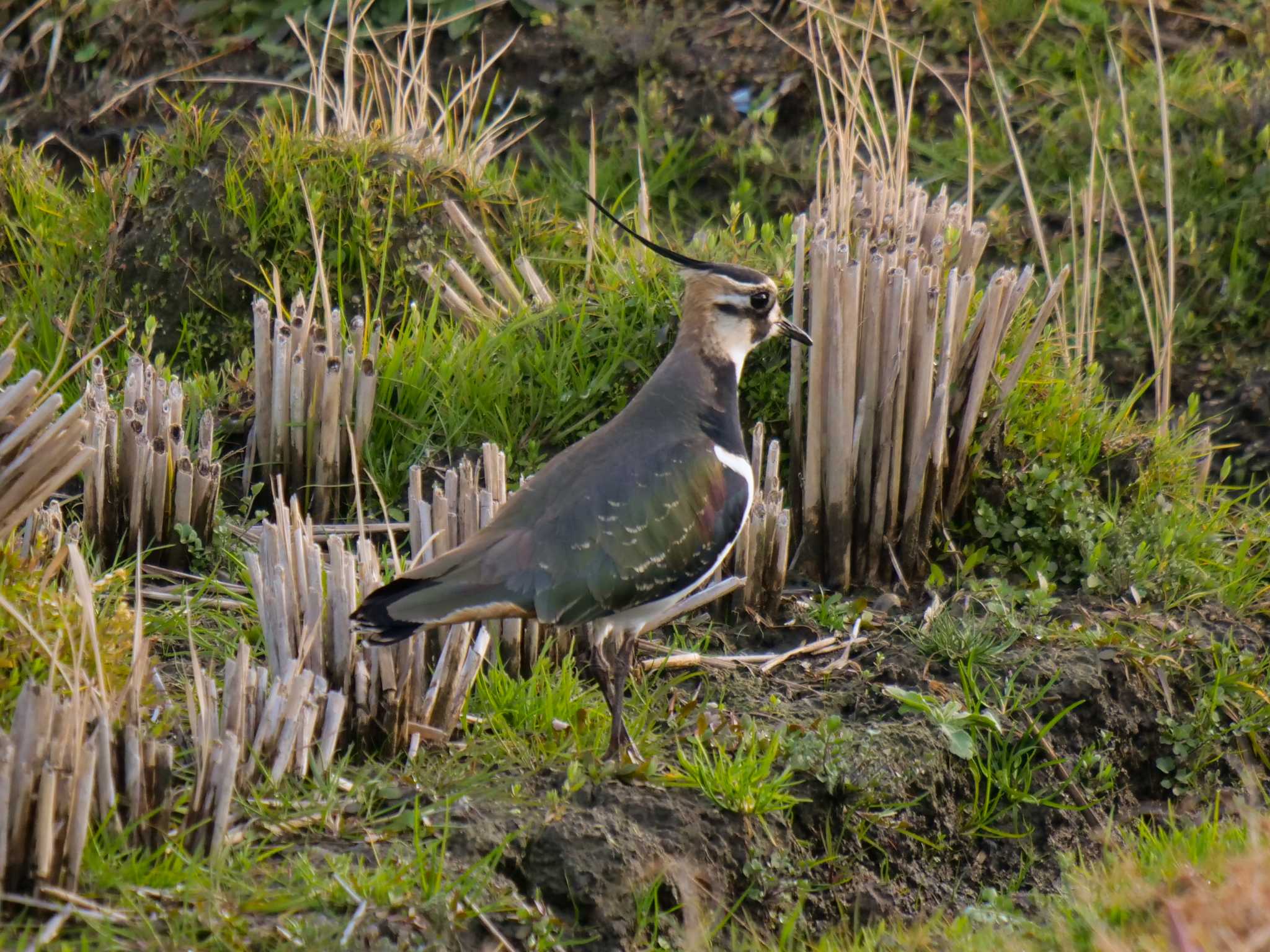 Northern Lapwing