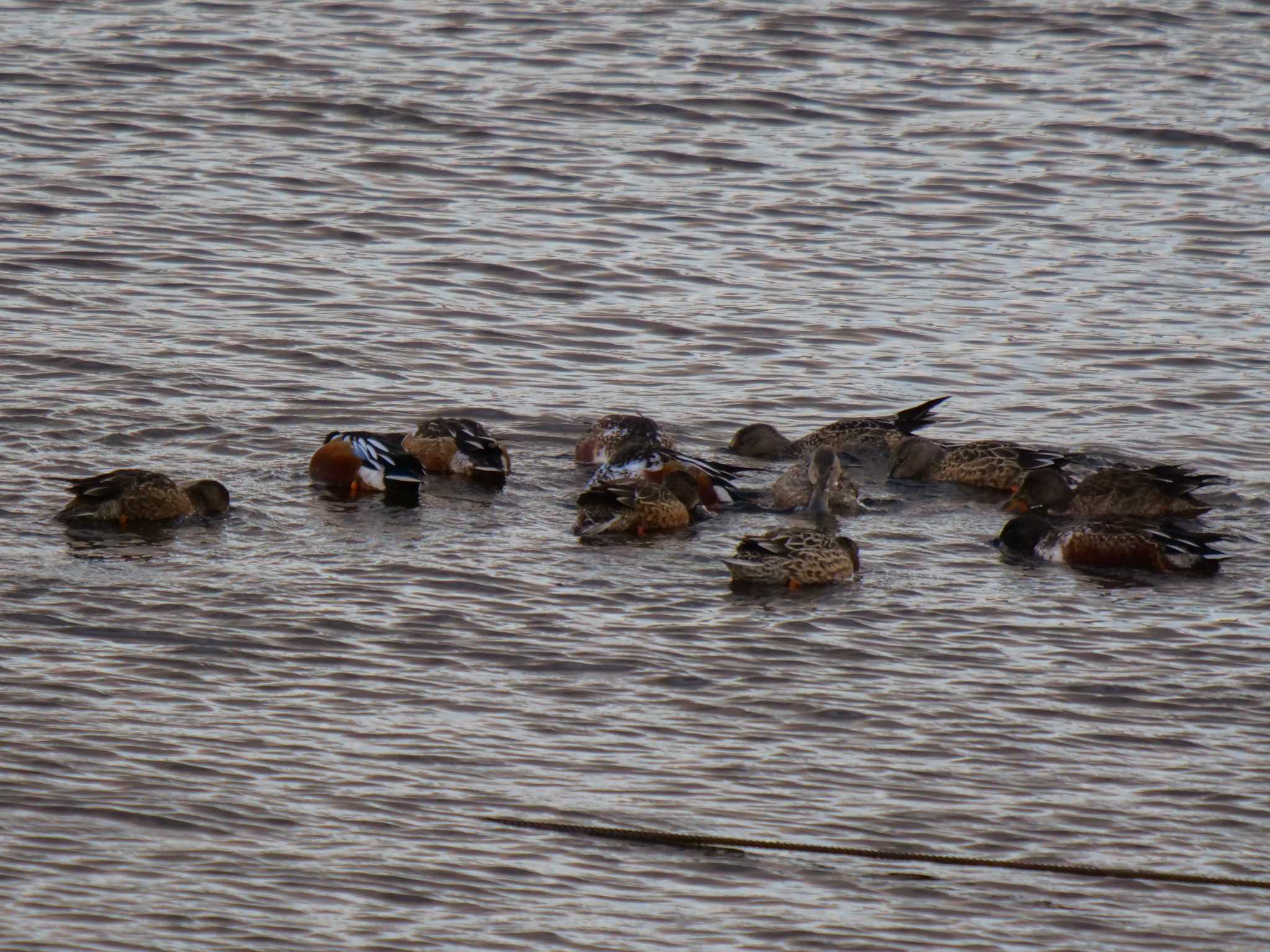 Photo of Northern Shoveler at 京都府　木津川市 by アッキー