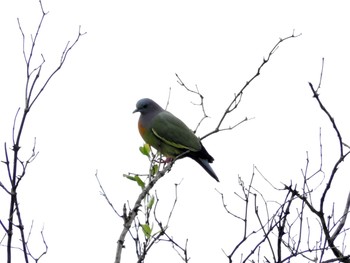 Pink-necked Green Pigeon Bang Poo Sun, 11/6/2016