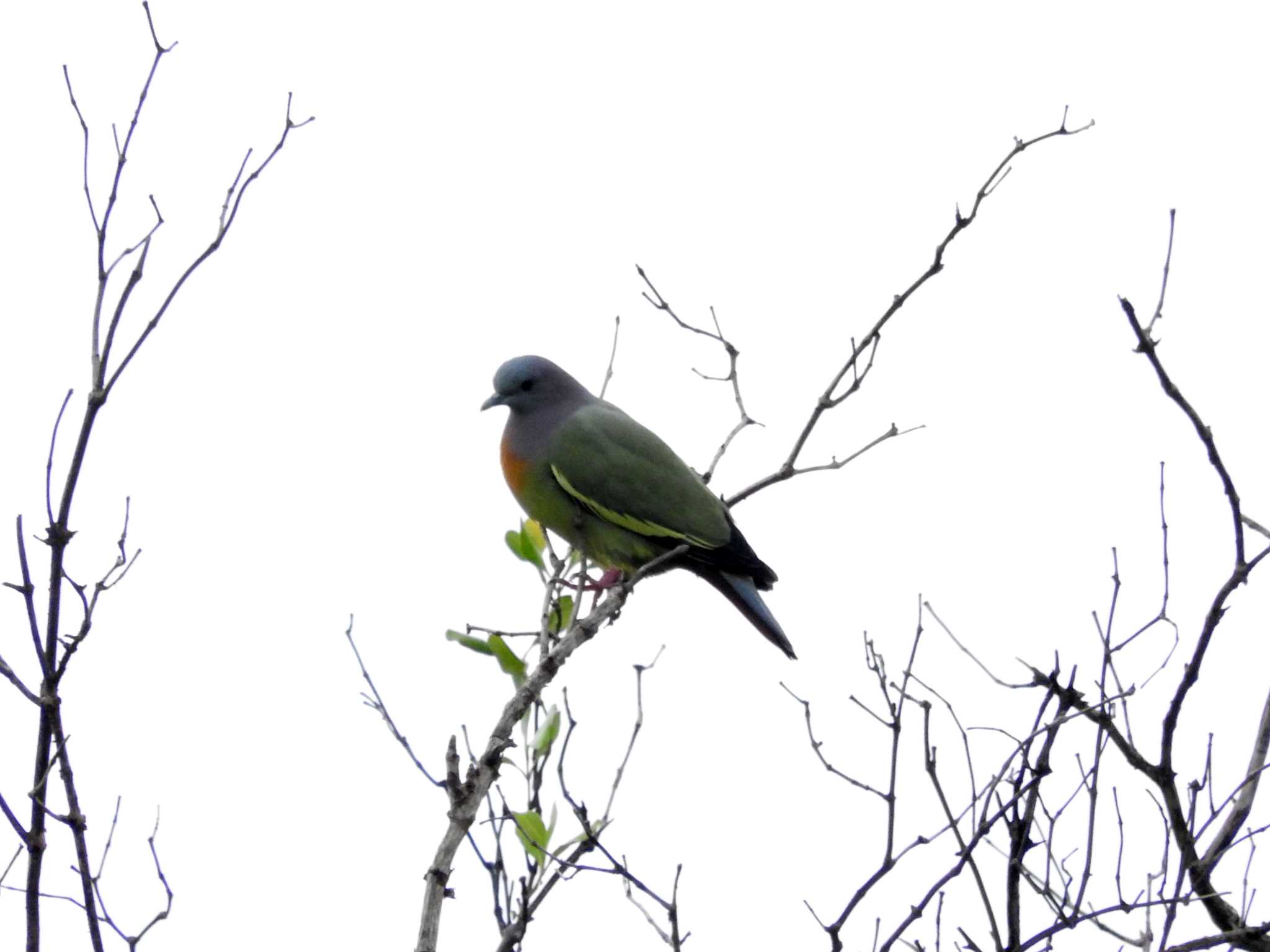 Photo of Pink-necked Green Pigeon at Bang Poo by とみやん