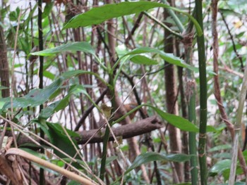 2020年12月29日(火) 毛呂山町の野鳥観察記録