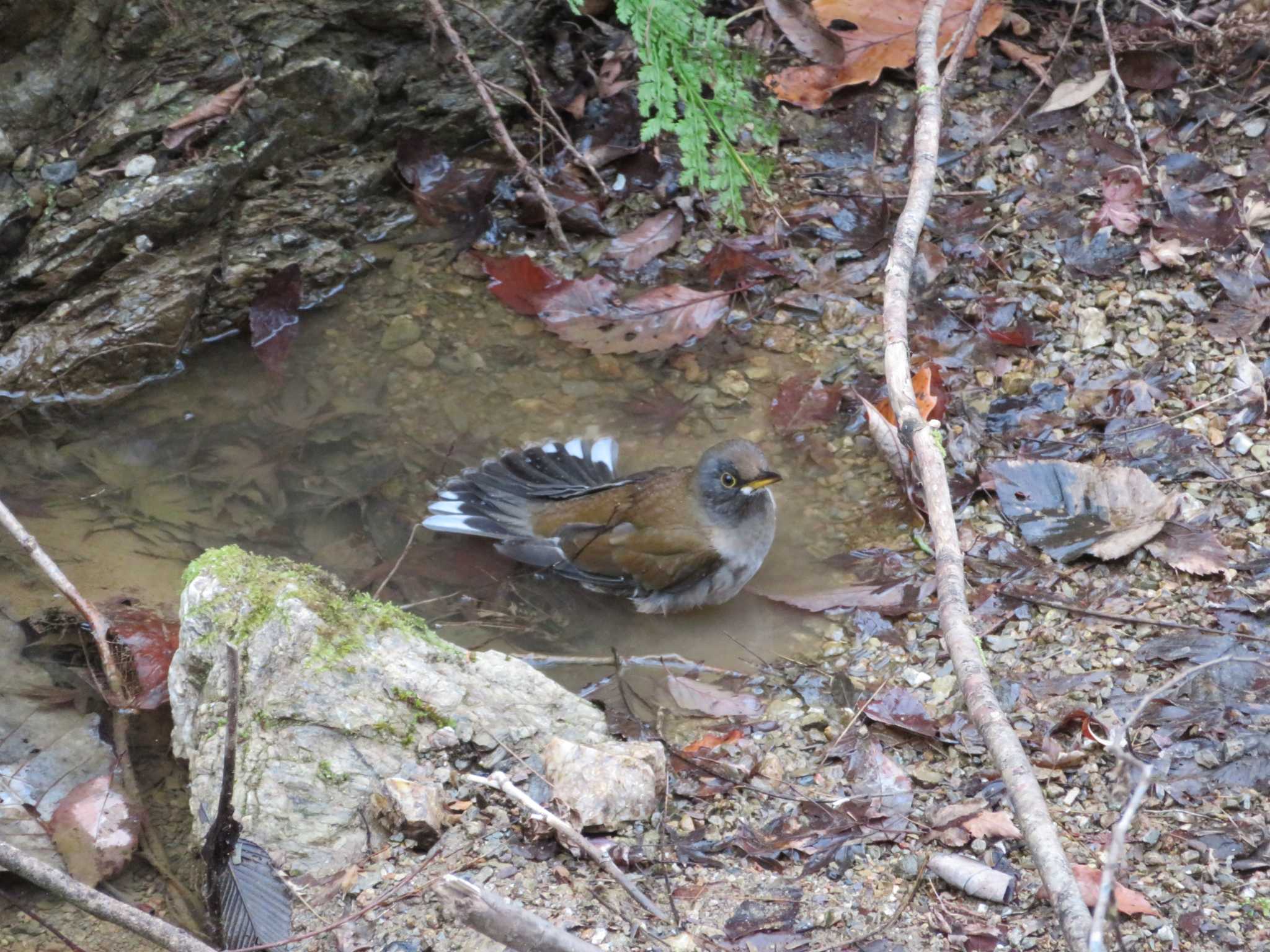 Pale Thrush