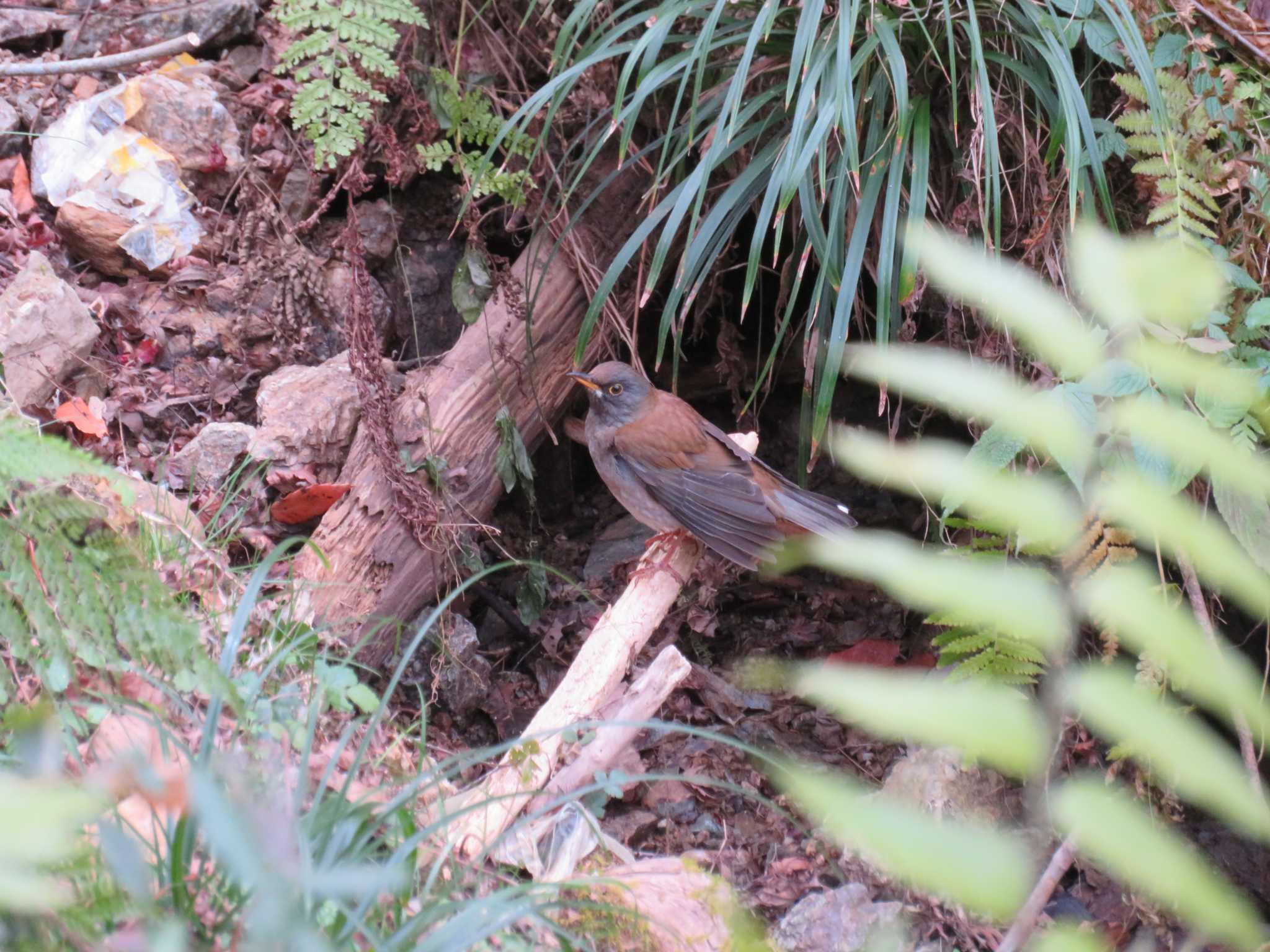 Pale Thrush