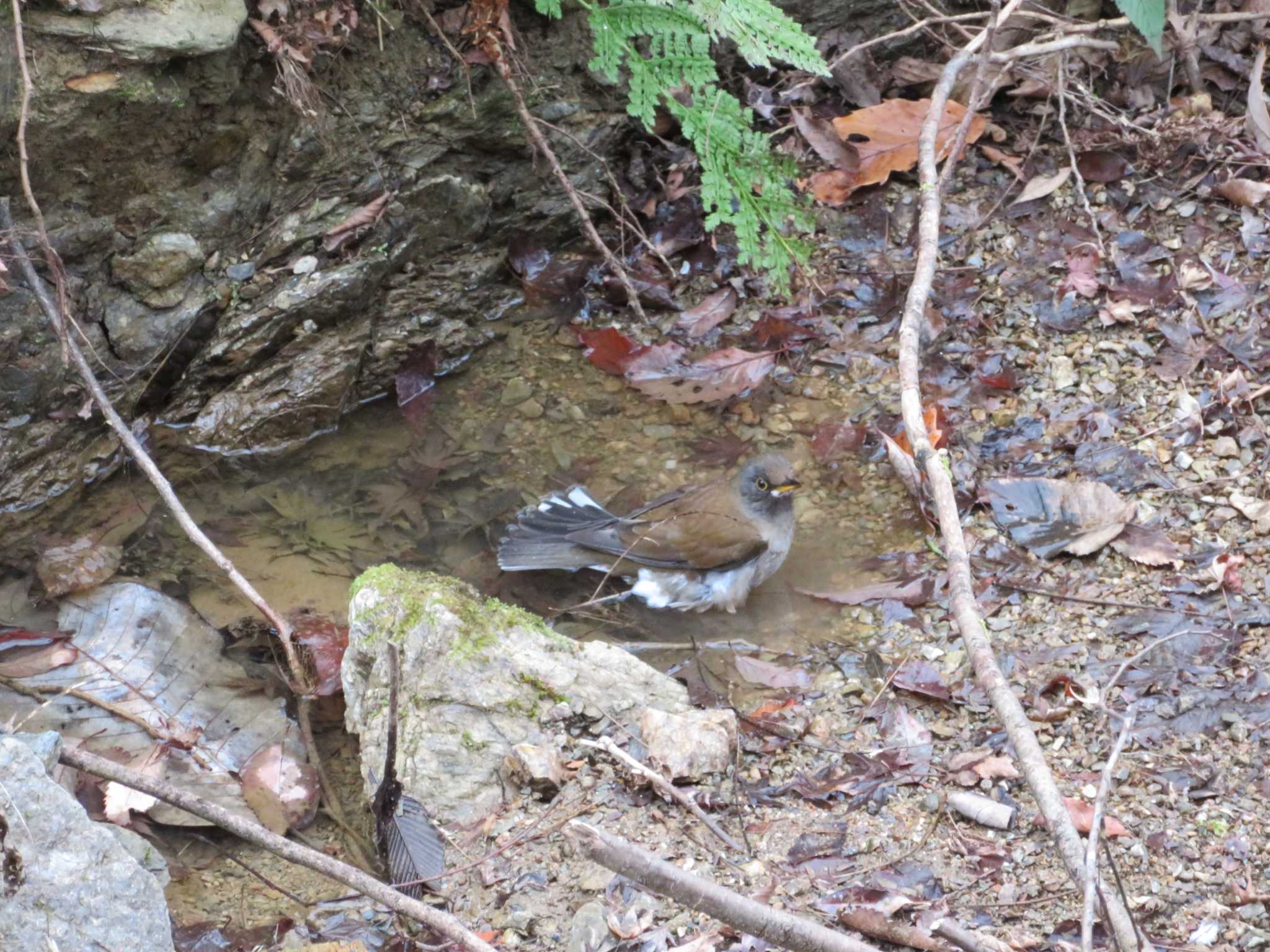 Pale Thrush