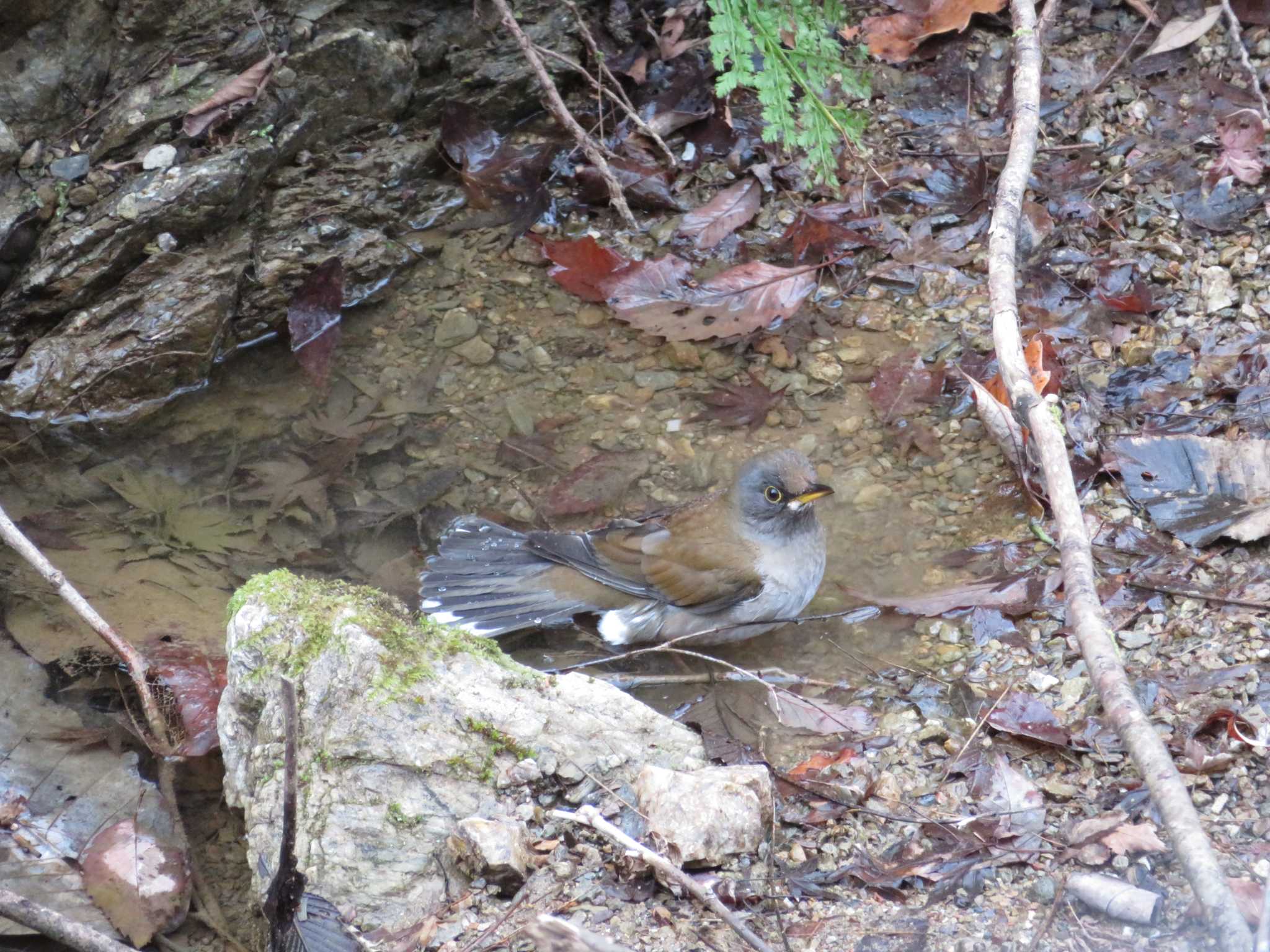 Pale Thrush