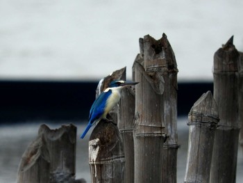 Collared Kingfisher Bang Poo Sun, 11/6/2016