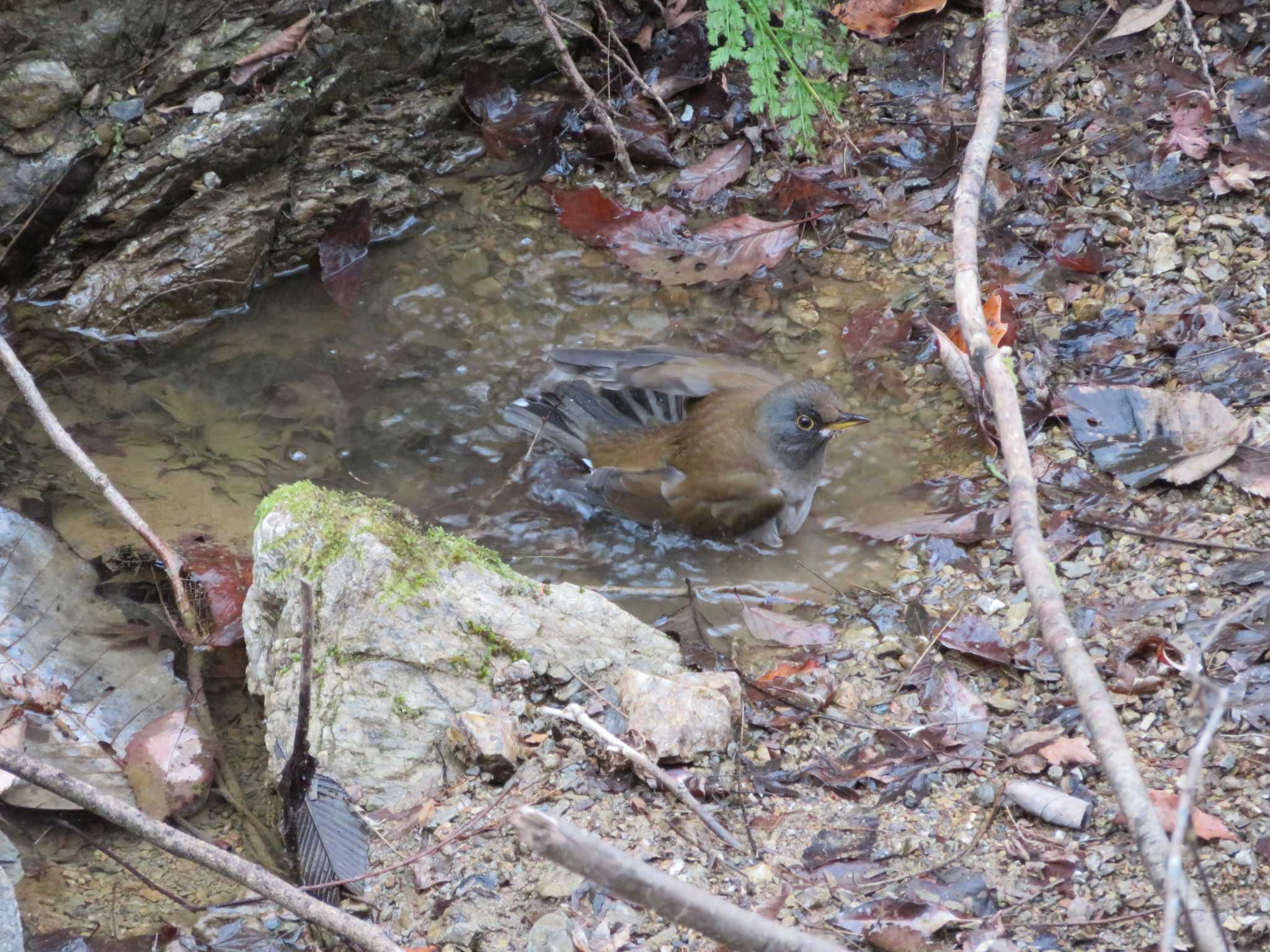 Photo of Pale Thrush at 鎌北湖 by Ryo Chuzenji