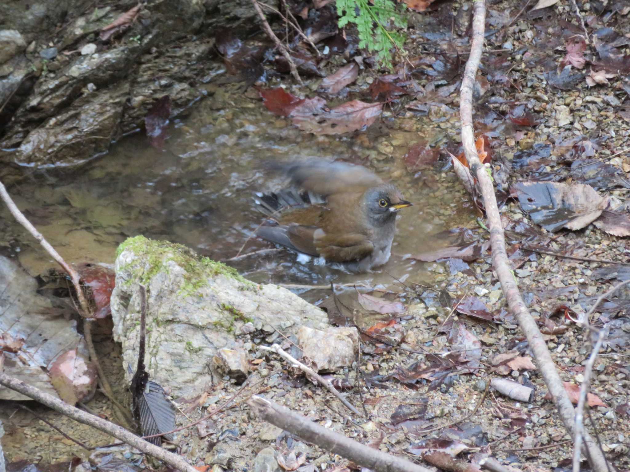 Pale Thrush