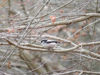 2020年12月29日(火) 鎌北湖の野鳥観察記録