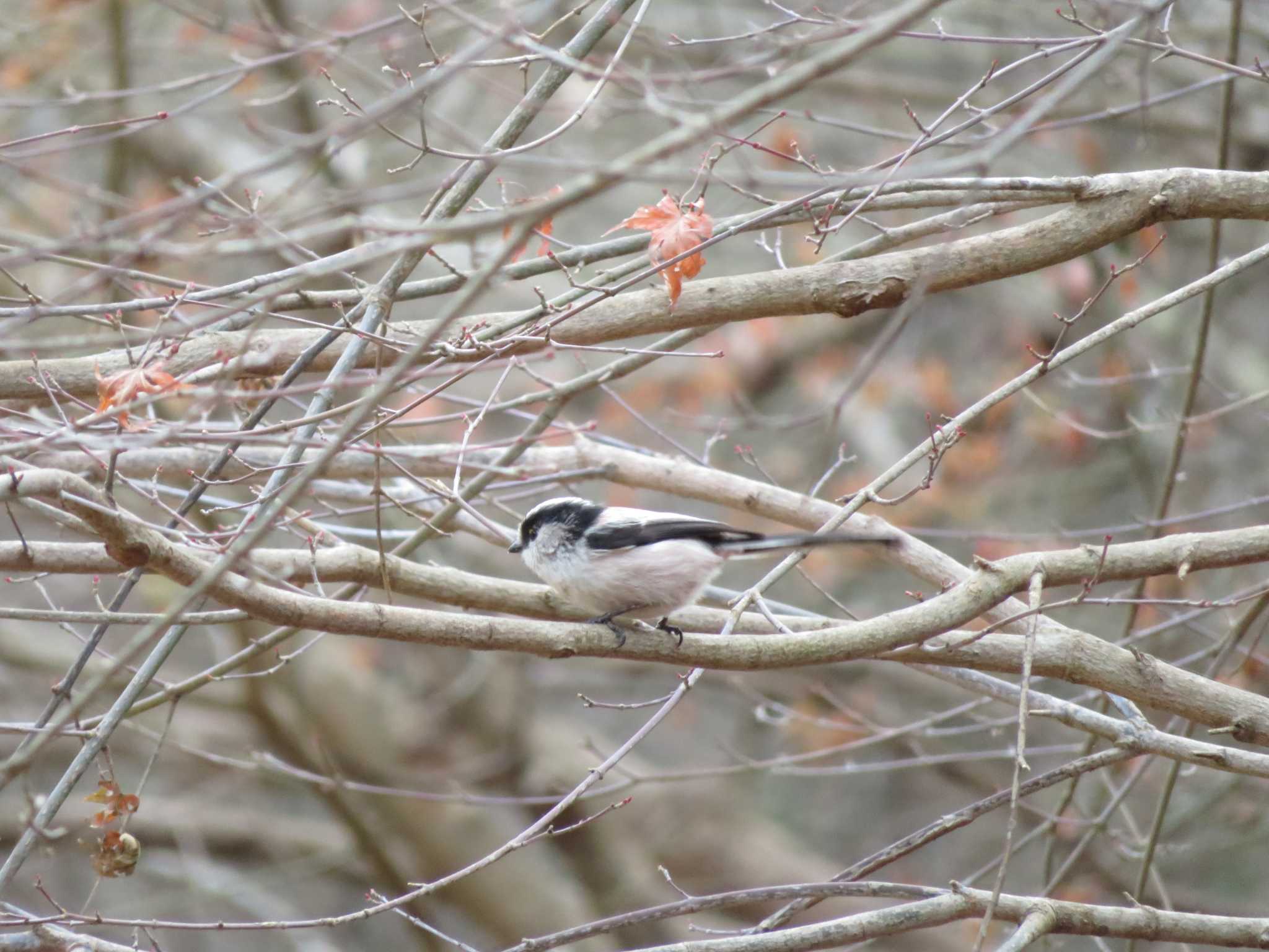 Long-tailed Tit