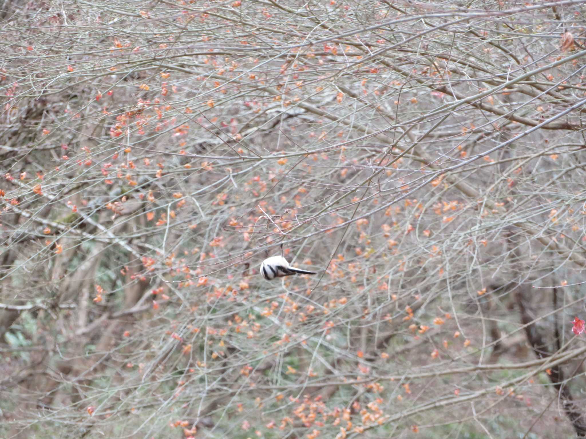 Long-tailed Tit