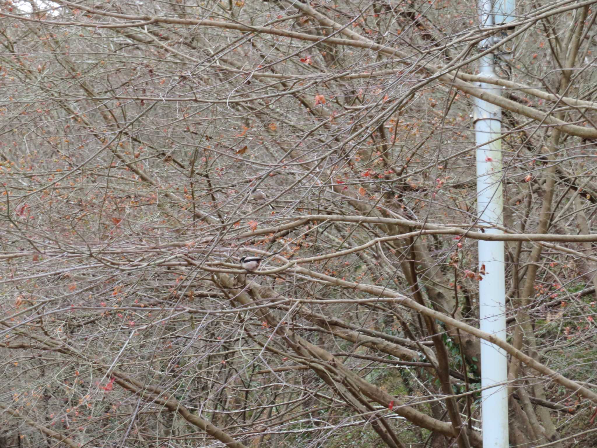 Long-tailed Tit