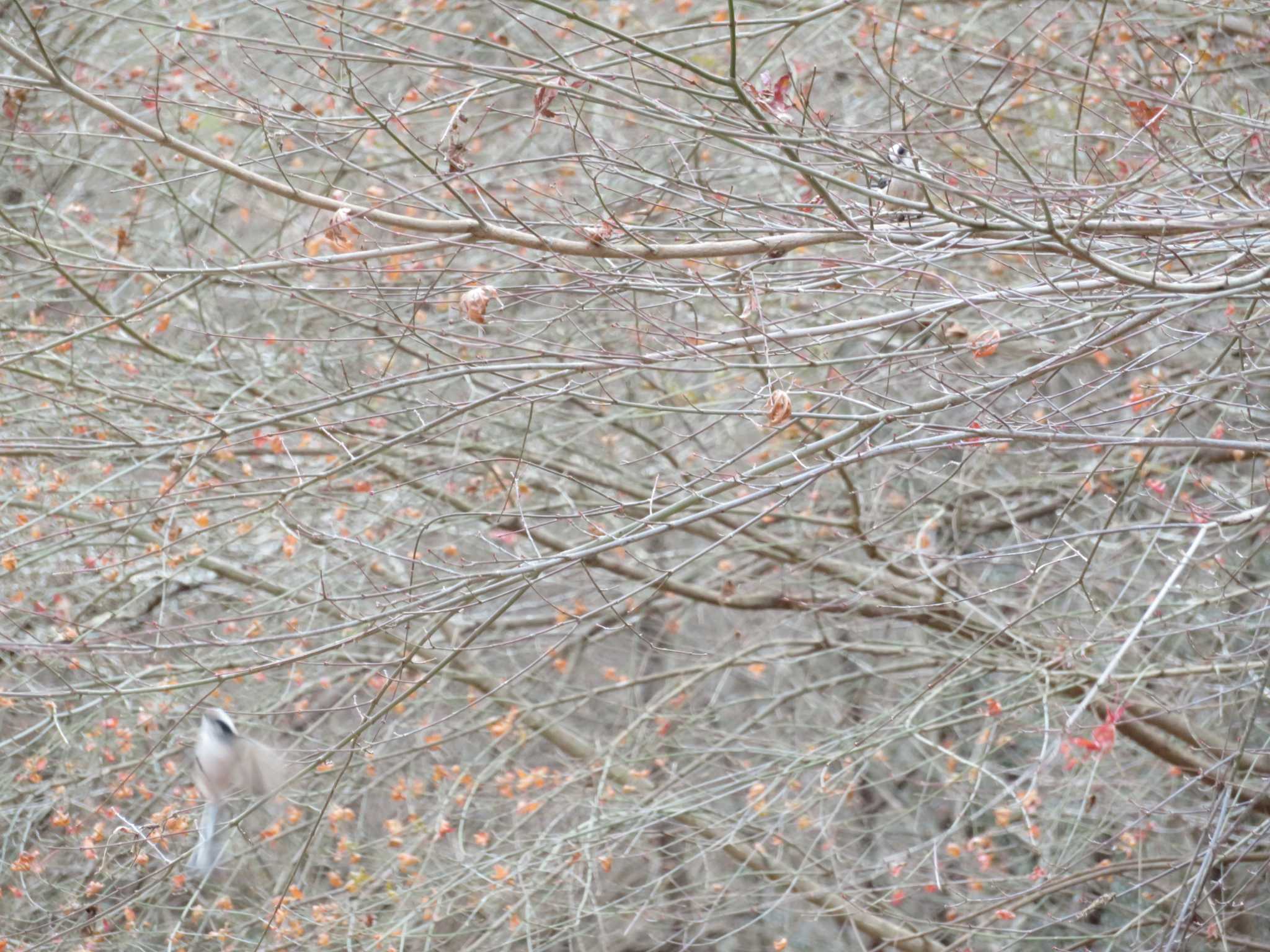 Long-tailed Tit