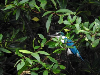 Collared Kingfisher Bang Poo Sun, 11/6/2016