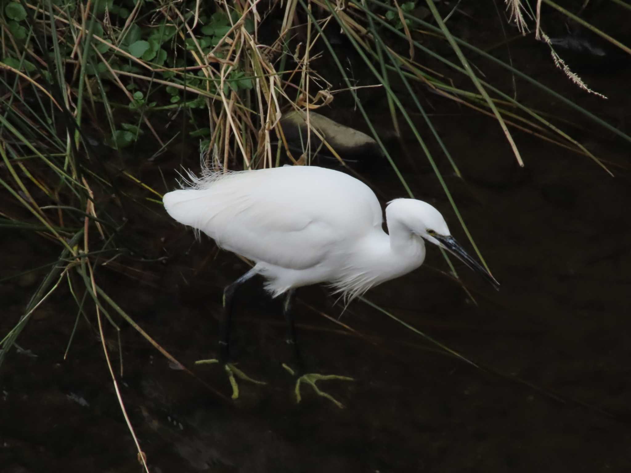 Photo of Little Egret at 東大和市 by ぴよろぴ