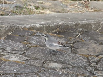 White Wagtail 東大和市 Tue, 12/29/2020